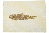 Fossil Fish (Knightia) - Green River Formation #234238-1